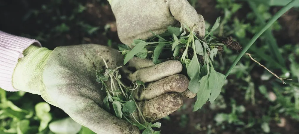 gardener pulling weeds